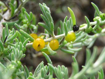 341_enchylaena_tomentosa_wilroy_img_1925.jpg