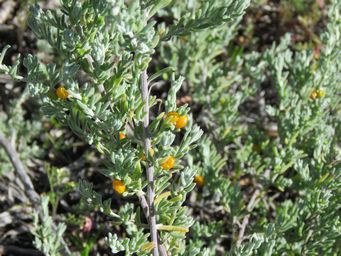 341_enchylaena_tomentosa_woolgangie_img_0254.jpg