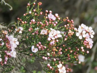 341_enekbatus_clavifolius_w_img_8780c.jpg