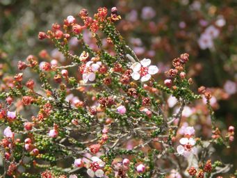 341_enekbatus_clavifolius_w_img_8783c.jpg