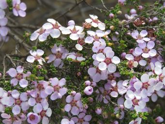 341_enekbatus_sessilis_bunjil_img_2226.jpg
