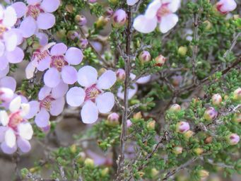 341_enekbatus_sessilis_bunjil_img_2228c.jpg
