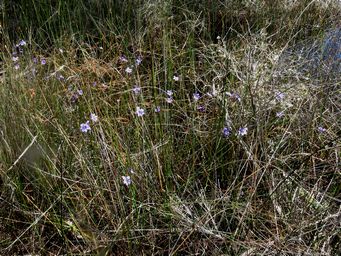341_epiblema_grandiflorum_img_0165ca.jpg