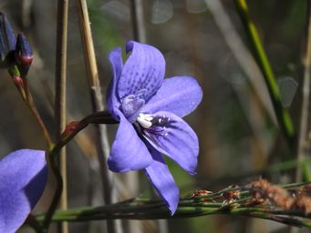 341_epiblema_grandiflorum_img_0169.jpg