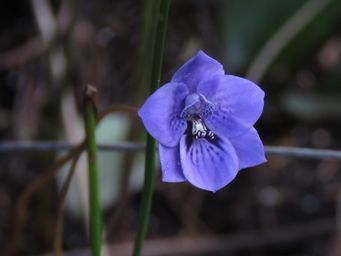 341_epiblema_grandiflorum_img_0175ca.jpg