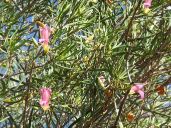 341_eremophila_alternifolia_var_latifolia_newman_rocks_img_4417c.jpg