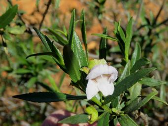 341_eremophila_clarkei_img_1730ca.jpg