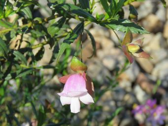 341_eremophila_clarkei_img_1867c.jpg