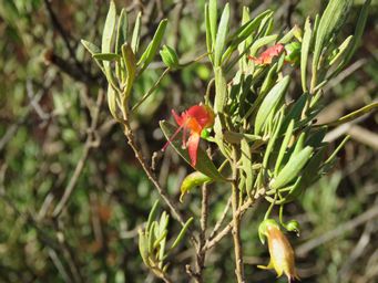 341_eremophila_decipiens_foliage_img_0821.jpg