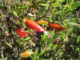 341_eremophila_decipiens_img_0273c.jpg