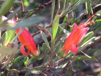 341_eremophila_decipiens_img_0835ca.jpg