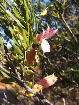 341_eremophila_dscf7914c.jpg