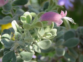 341_eremophila_forrestii_foliage_img_1368c.jpg