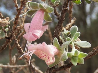 341_eremophila_forrestii_spots_img_1109c.jpg