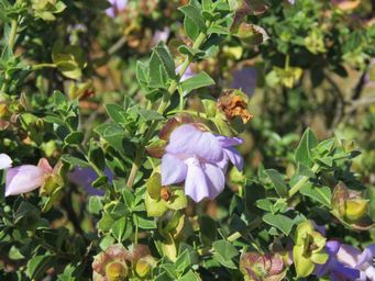 341_eremophila_georgei_img_1413a.jpg