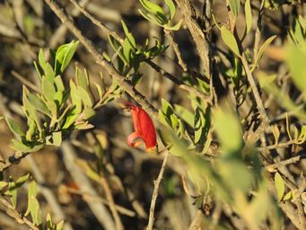 341_eremophila_glabra_ssp_nr_caiguna_ra_img_4366.jpg