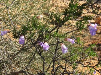 341_eremophila_granitica_img_0995c.jpg
