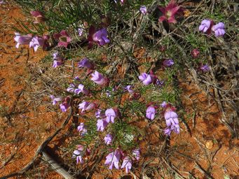 341_eremophila_granitica_img_1295c.jpg