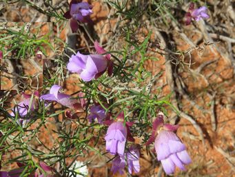 341_eremophila_granitica_img_1296ca.jpg