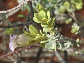 341_eremophila_jucunda_subsp_jucunda_foliage_img_1301c.jpg