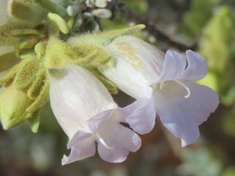 341_eremophila_jucunda_subsp_jucunda_img_1299c.jpg