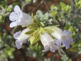 341_eremophila_jucunda_subsp_jucunda_img_1300c.jpg