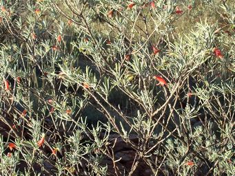 341_eremophila_latrobei_dover_hills_camp_dsc02560ca.jpg