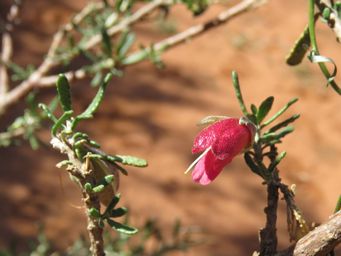 341_eremophila_latrobei_ssp_latrobei_img_1247c.jpg