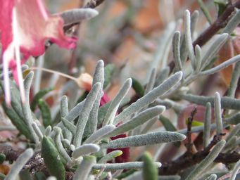341_eremophila_latrobei_subsp_latrobei_foliage_img_1339c.jpg