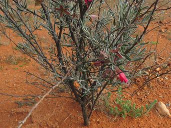 341_eremophila_latrobei_subsp_latrobei_img_1337ca.jpg