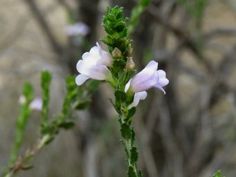 341_eremophila_lehmanniana_img_2651ca.jpg