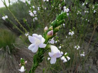 341_eremophila_lehmanniana_img_2654cca.jpg