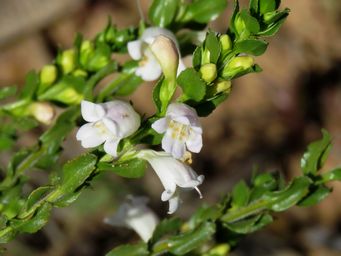 341_eremophila_lehmanniana_maybe_img_2914ca.jpg