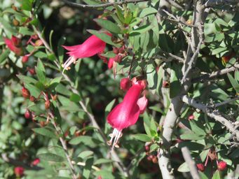 341_eremophila_maculata_m_planted_img_8884c.jpg