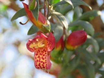 341_eremophila_maculata_m_planted_img_8887c.jpg