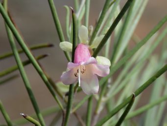 341_eremophila_oppositifolia_w_img_8666ca.jpg