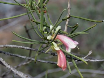 341_eremophila_oppositifolia_w_img_8670ca.jpg