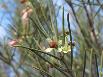 341_eremophila_oppositifolia_w_img_8671c.jpg