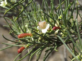 341_eremophila_oppositifolia_w_img_8711.jpg
