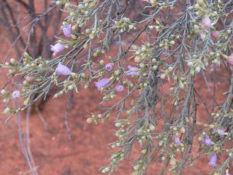 341_eremophila_scoparia_img_0485a.jpg