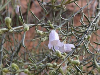 341_eremophila_scoparia_img_0486ca.jpg