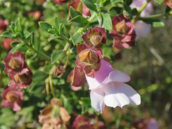 341_eremophila_simulans_maybe_img_1352c.jpg