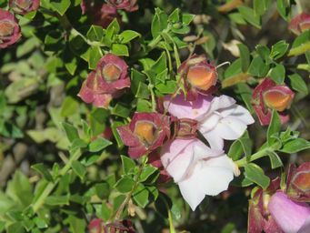 341_eremophila_simulans_maybe_img_1415a.jpg