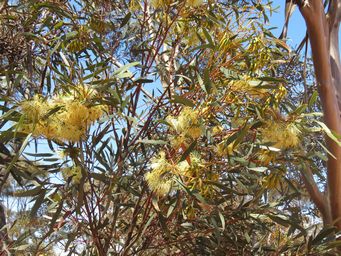 341_eucalyptus_phaenophylla_at_pingrup_img_9127.jpg