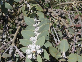 341_eucalyptus_pleurocarpa_m_planted_img_8881.jpg