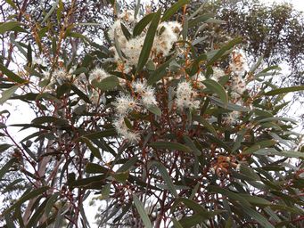 341_eucalyptus_salubris__gimlet_dscf7947.jpg