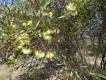 341_eucalyptus_tenera_img_9299.jpg