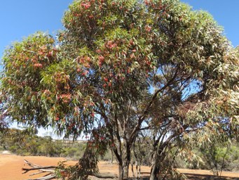 341_eucalyptus_torquata_img_9671c.jpg
