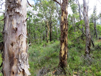 341_eucalyptus_wandoo_bark_img_6161c.jpg