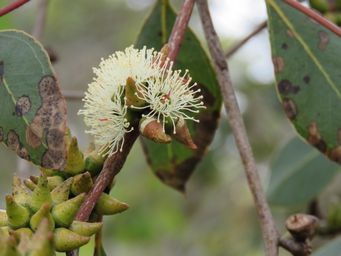 341_eucalyptus_wandoo_img_5211.jpg
